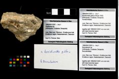 Foto (Objekt + Etikett) von Konidromites gibbus (Reuss 1858)  (NHMW-GEO-1990-0041-3297a)